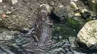 Jacaré dá as caras em canal de Santos