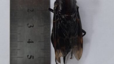 Morador encontra 'super mosca' no litoral e se espanta com tamanho