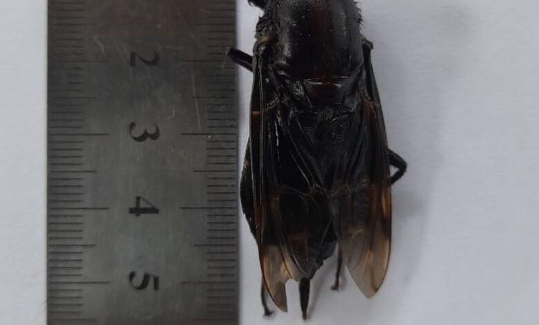 Morador encontra 'super mosca' no litoral e se espanta com tamanho