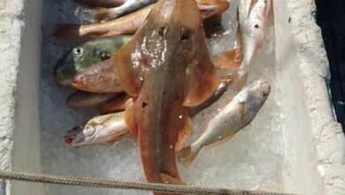 Pescador é multado em R$ 2 mil por capturar raia ameaçada de extinção