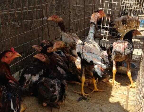 Pai e filho são presos acusados de criar galos para rinhas no Interior de São Paulo