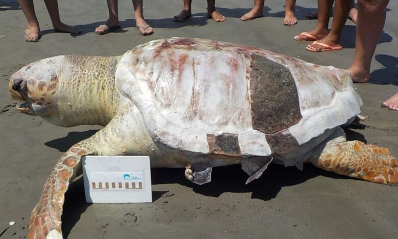 Tartaruga é achada morta em praia de Peruíbe