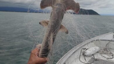 Tubarão-martelo é encontrado morto em rede de pesca no Litoral