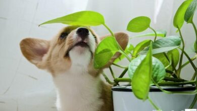 Seu jardim pode ser um perigo para os pets