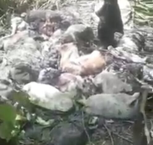 Cães e cabras são decapitados em Mongaguá e gera revolta dos moradores
