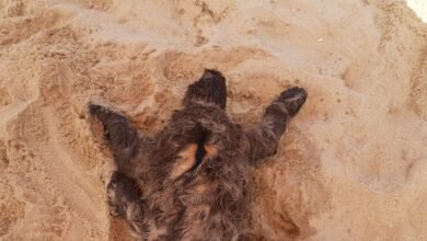 Bicho-preguiça é flagrada em praia de Ubatuba