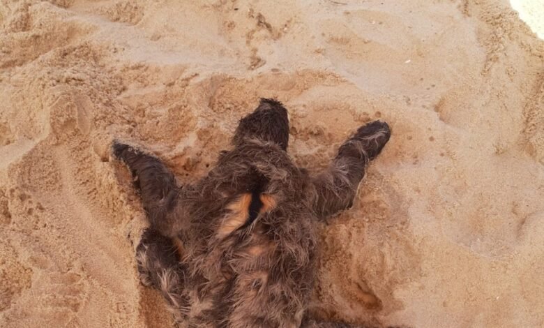 Bicho-preguiça é flagrada em praia de Ubatuba