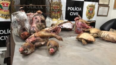 Animais abatidos dentro de residência são encontrados no Interior de SP