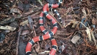 Cobras corais verdadeiras são flagradas circulando em áreas urbanas de Peruíbe