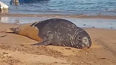 Elefante-marinho dá as caras no Litoral