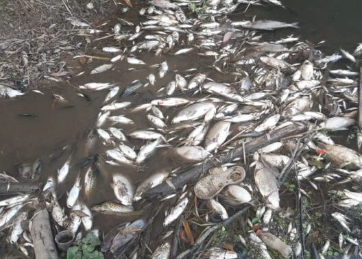 Centenas de peixes aparecem mortos no Litoral