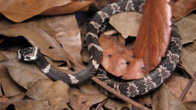 Moradores são surpreendidos com a aparição de cobra 'dormideira' dentro do capô de carro