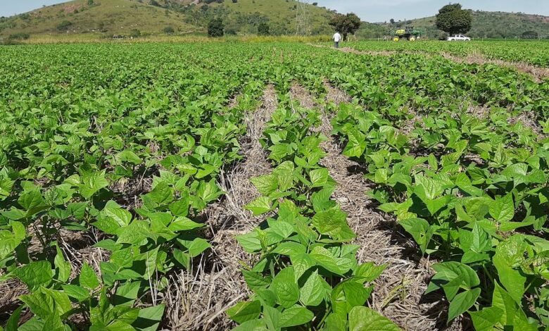 Conservação do solo