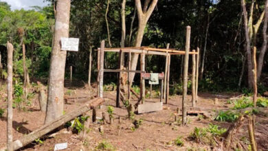 Trio é preso em flagrante desmatando área de proteção ambiental de Praia Grande