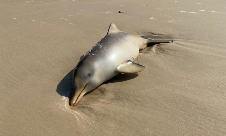 Toninha é encontrada morta em Praia Grande com marcas de rede de pesca