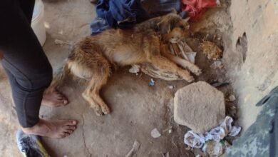 Cão é resgatado após sofrer com maus tratos em Ilhabela