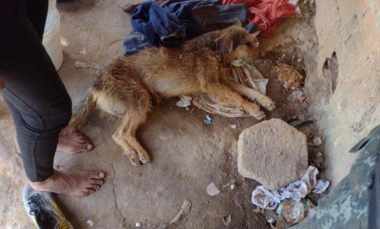 Cão é resgatado após sofrer com maus tratos em Ilhabela