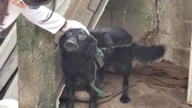 Operação resgata animais em estado de maus tratos no Litoral