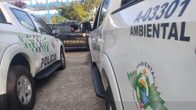 Operação conjunta combate extração ilegal de madeira em Ubatuba e aplica multa de R$ 80 mil