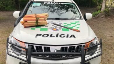 Homem é multado em mais de R$ 23 mil por corte de palmito em Ilha Comprida