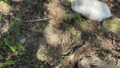 Quatro pessoas são presas por venda de Soja furtada