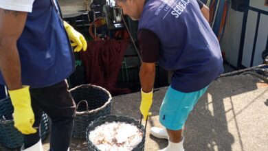 Polícia Militar Ambiental apreende 325kg de Camarão em Praia Grande