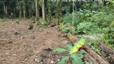 Polícia Militar Ambiental localiza construção irregular em Itanhaém
