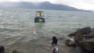 Golfinho é achado morto em Ilhabela