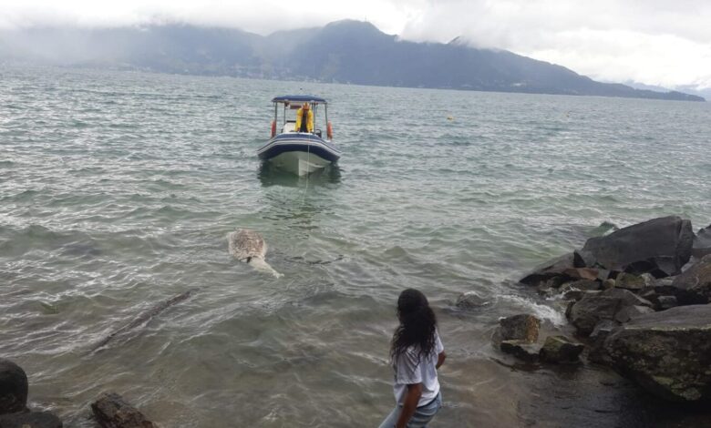 Golfinho é achado morto em Ilhabela