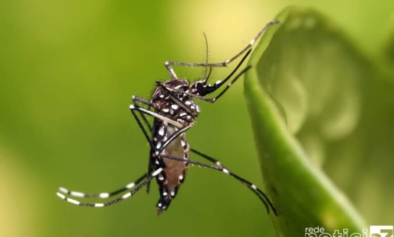 Brasil tem alta de casos de dengue e alerta é redobrado pelas autoridades de saúde