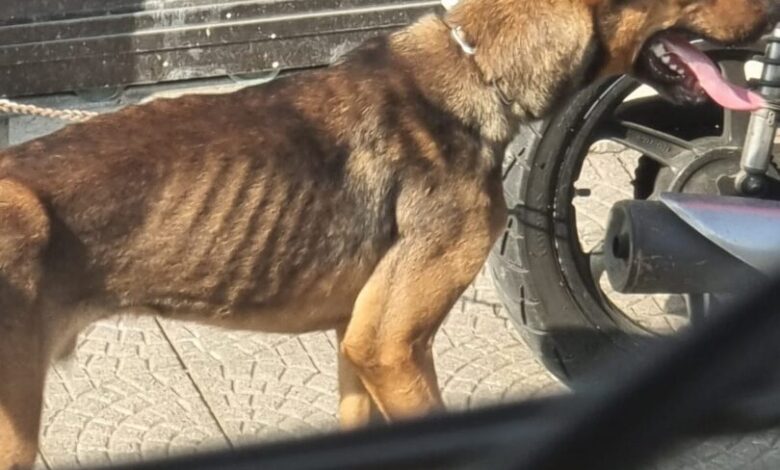 Homem é preso por maus tratos e cão é resgatado em São Vicente