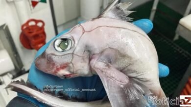Pescador Norueguês encontra "peixe-frankenstein"