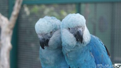 Espécie de araras consideradas extintas reaparecem na natureza