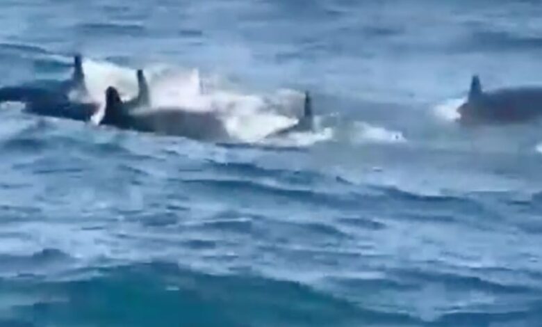 VÍDEO - "Falsas orcas" são vistas nadando no Litoral