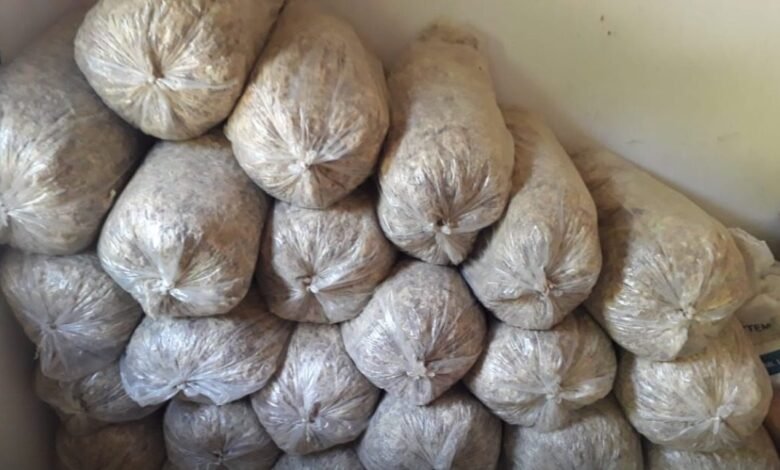 Polícia Ambiental encontra armazenamento de musgos em Iguape