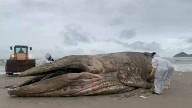 Baleia Jubarte é encontra morta em praia de Bertioga