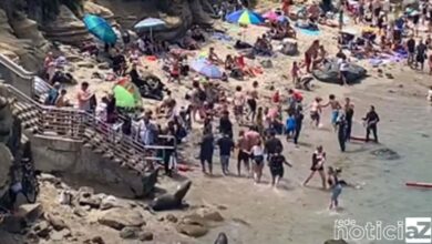 VÍDEO - Banhistas são surpreendidos por disputa entre leões marinhos em praia