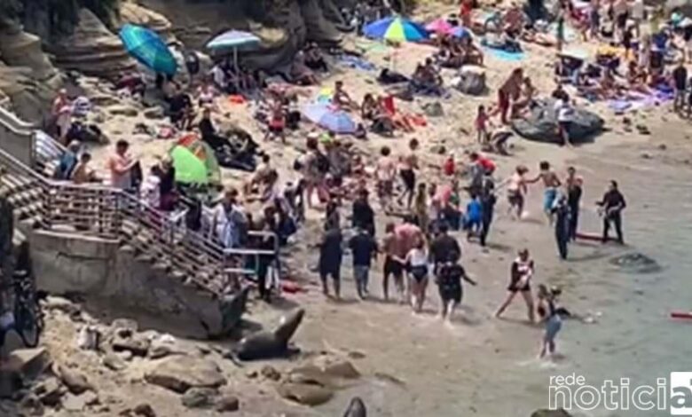 VÍDEO - Banhistas são surpreendidos por disputa entre leões marinhos em praia