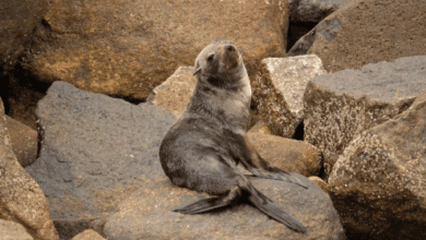 Lobo-marinho é resgatado com lesão no olho em Ilhabela