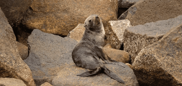 Lobo-marinho é resgatado com lesão no olho em Ilhabela