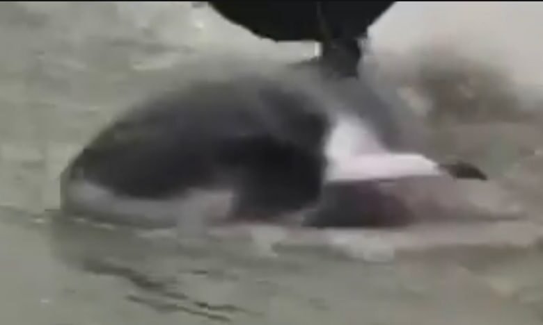 VÍDEO - Baleia encalha em Praia de Guarujá