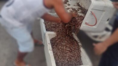 Cem quilos de camarão são apreendidos no Guarujá