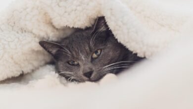 Cuide dos gatos durante o inverno