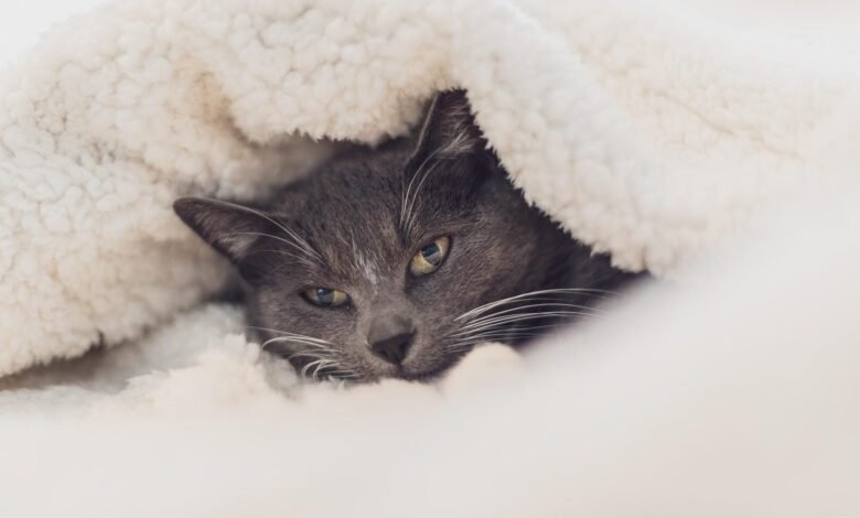 Cuide dos gatos durante o inverno