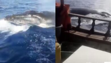 VÍDEO - Baleia gera pânico ao tentar afundar navio de pesca