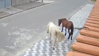 VÍDEO - Cavalos bagunçam o trânsito e medo aos moradores de Mongaguá
