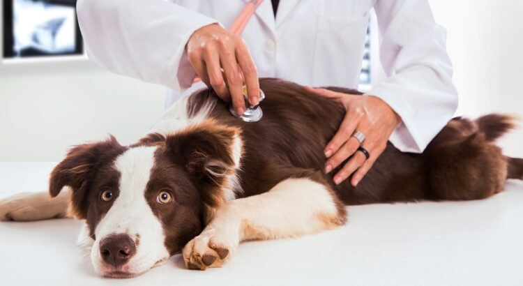 Guarujá tem ações de prevenção à Leishmaniose. Crédito: Divulgação