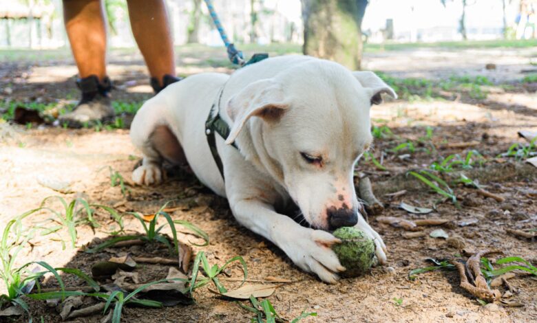 castramóvel pets