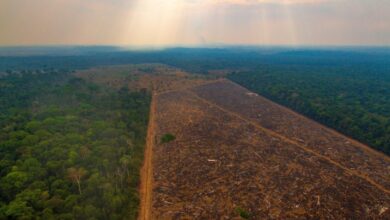 Desmatamento na Amazônia passa pela 3° vez de 8 mil km²