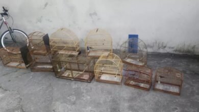 Pássaros silvestres resgatados de cativeiro em PG